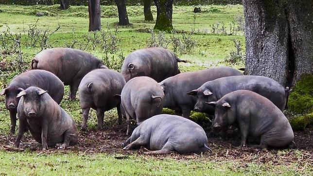 ¿Qué es la montanera del cerdo ibérico?